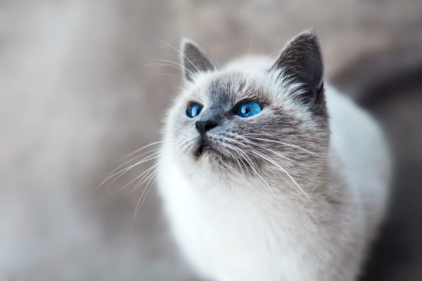 上を見上げる青い目をした猫