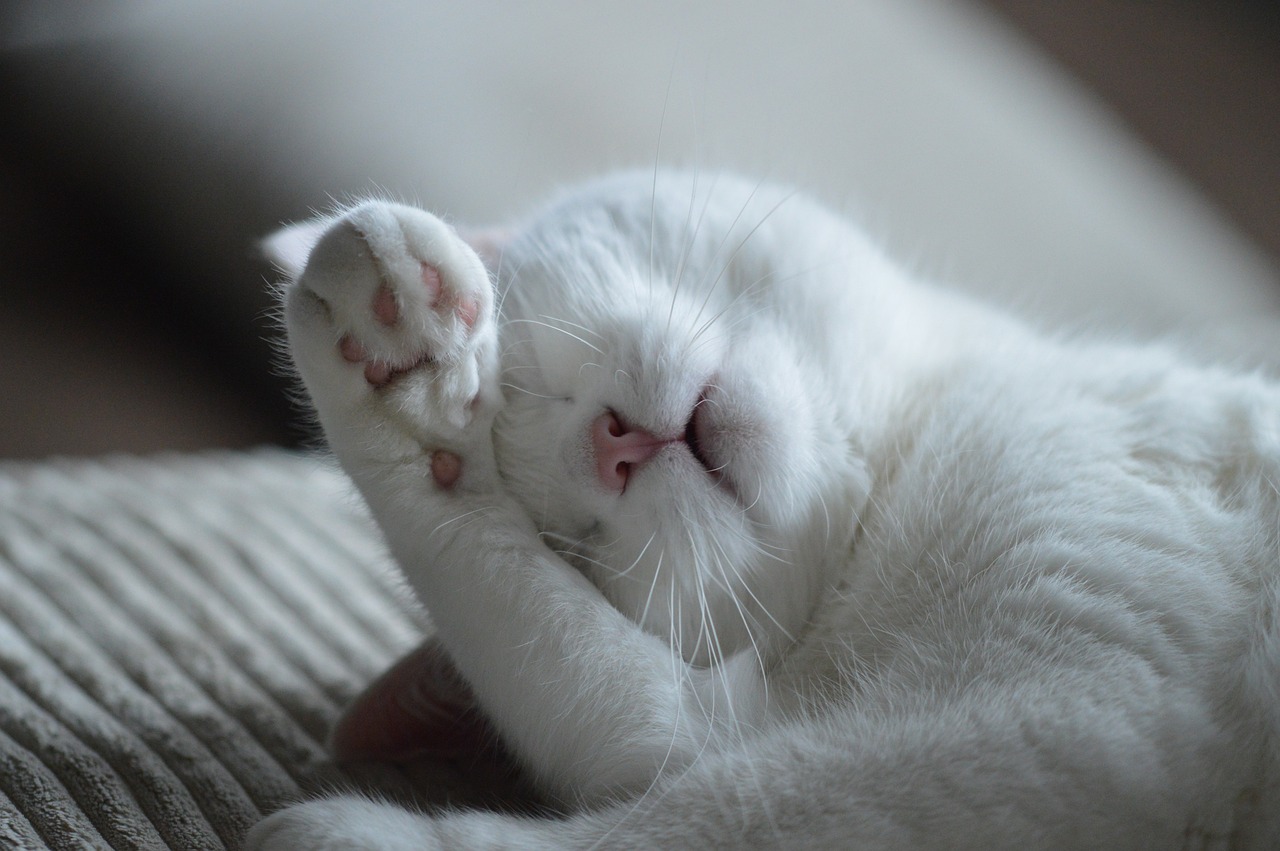 寝ながら手を頭に寄せている猫の画像